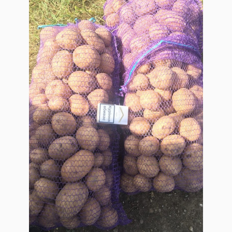 Фото 5. Продам оптом семенной картофель. Сорта: Гранада, Коннект, Ред Леди и другие