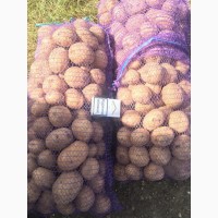 Продам оптом семенной картофель. Сорта: Гранада, Коннект, Ред Леди и другие