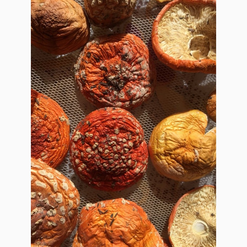Фото 4. Продам мухомор сушеный собранный в Карпатах
