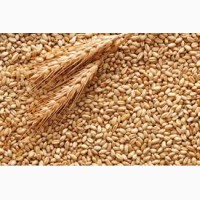 Закупаем пшеницу фуражную