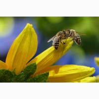 Продам бджолосім#039;ї та бджолопакети. Ціна договірна Рамки системи ... 