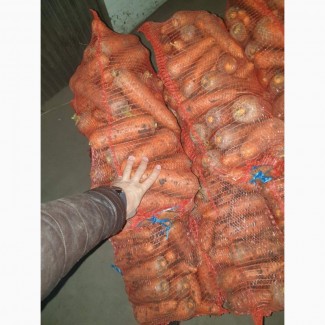 Морковь крупная Абако и Болевар крупным и мелким оптом со склада в Харькове