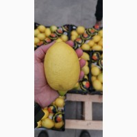 Продам лимоны свежие Турция. Купить лимоны Киев