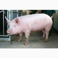НА постоянной основе закупаем свиней выбраковку (санбрак.свиноматки и т.д и т.п)