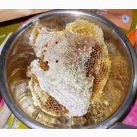Продам дикий мед (з вулликів колод)
