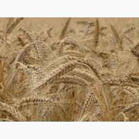 Ротакс пшениця озима, пшениця м#039; яка