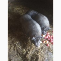 Продам домашніх свиней мясної та сальної породи