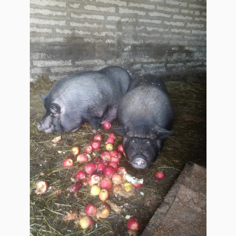 Фото 2. Продам домашніх свиней мясної та сальної породи