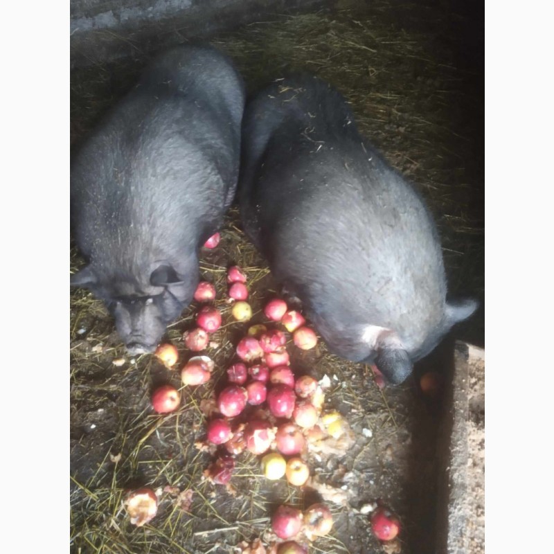 Фото 3. Продам домашніх свиней мясної та сальної породи