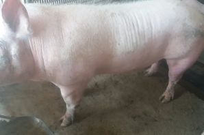 Фото 4. Продам домашніх свиней мясної та сальної породи