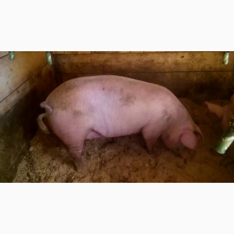 Фото 5. Продам домашніх свиней мясної та сальної породи