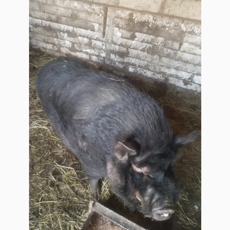 Фото 6. Продам домашніх свиней мясної та сальної породи