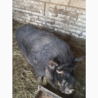 Продам домашніх свиней мясної та сальної породи