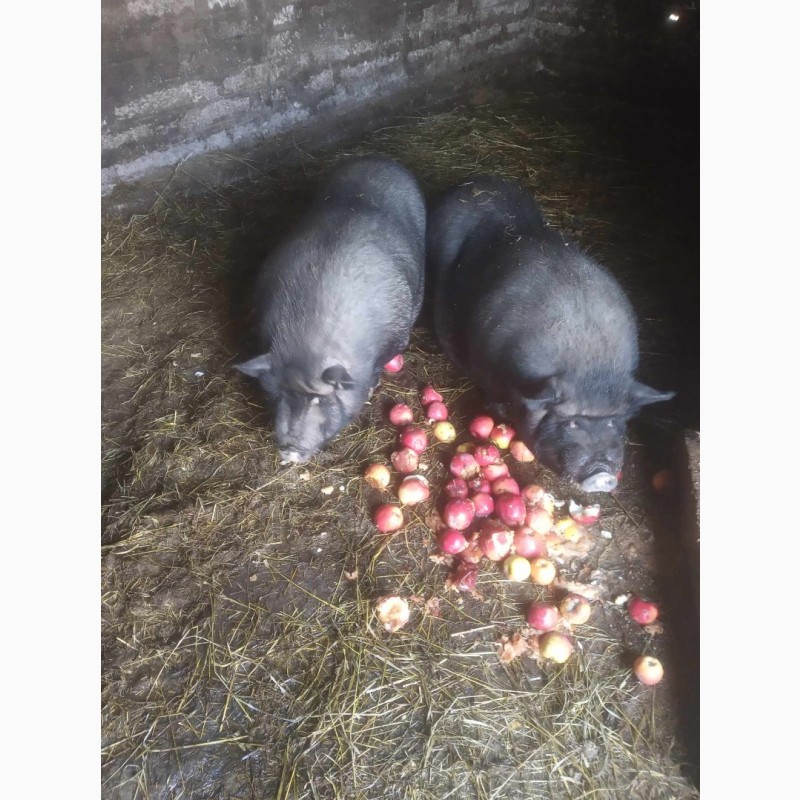 Фото 7. Продам домашніх свиней мясної та сальної породи