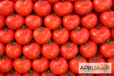 Продаем самые популярные сорта томатов
