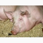 Продам свиней домашніх мясної породи 150-170 кг. 34грн/кг м.Пирятин обл.Полтавська