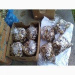 Продам белые сухие грибы из закарпатье