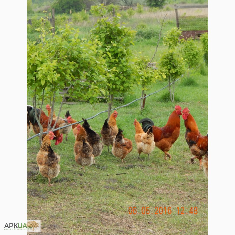 Фото 4. Продам подрощенных цыплят кучинской юбилейной породы кур