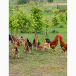 Продам подрощенных цыплят кучинской юбилейной породы кур