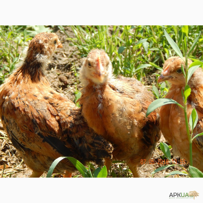 Фото 5. Продам подрощенных цыплят кучинской юбилейной породы кур