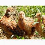 Продам подрощенных цыплят кучинской юбилейной породы кур