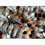 Продаю мічені високоякісні бджоломатки породи карпатка та бджолопакети