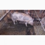 Продаж рем.хряков и ремонтных свинок(Ф1)разных пород мясного направления