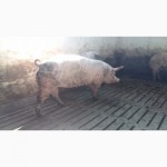 Продаж рем.хряков и ремонтных свинок(Ф1)разных пород мясного направления