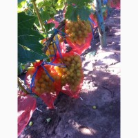 Красивый виноград ОПТОМ, собственный виноградник
