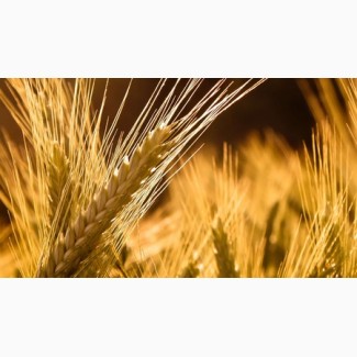Принимаем сельхозпродукцию по всем регионам (Пшеницу) ПОСТОЯННО