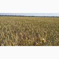 Насіння озимої пшениці сорт Матрикс-51 ц/га-цього року