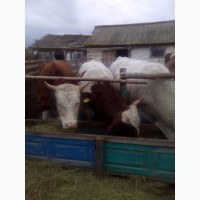 Продам коров бычков 350-600 кг