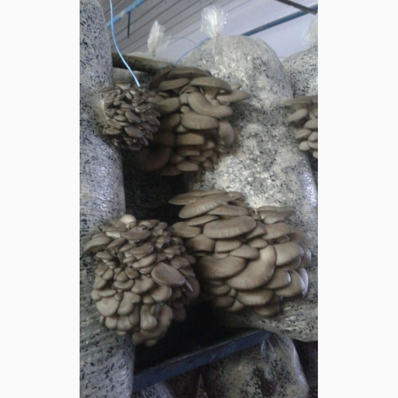 Продам грибы Вешенки, Вешенка Харьков