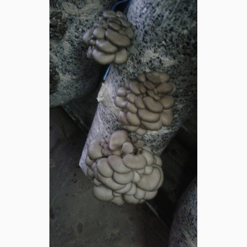 Фото 2. Продам грибы Вешенки, Вешенка Харьков