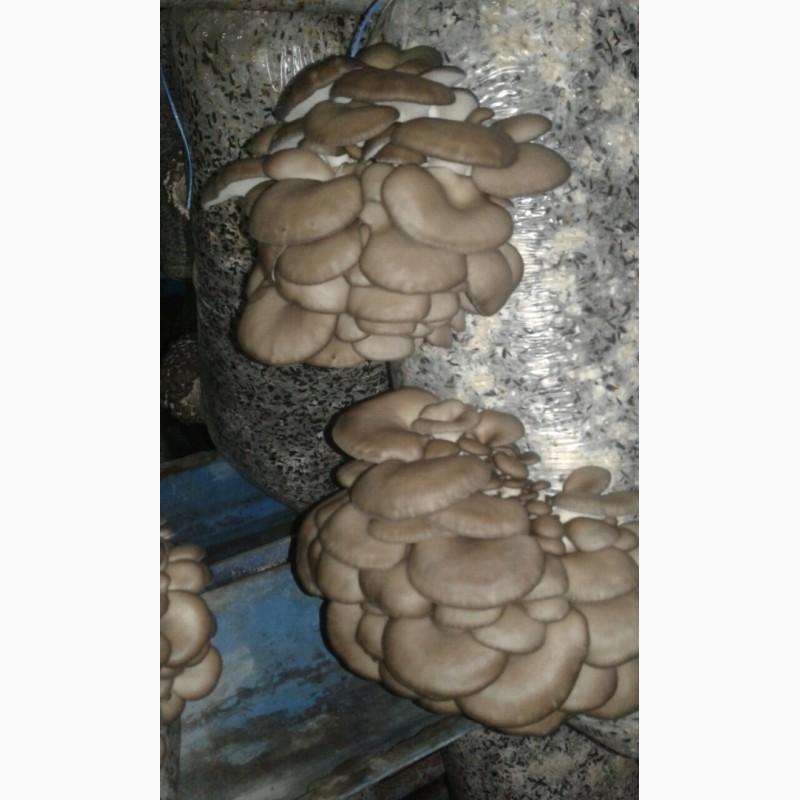 Фото 4. Продам грибы Вешенки, Вешенка Харьков