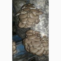 Продам грибы Вешенки, Вешенка Харьков