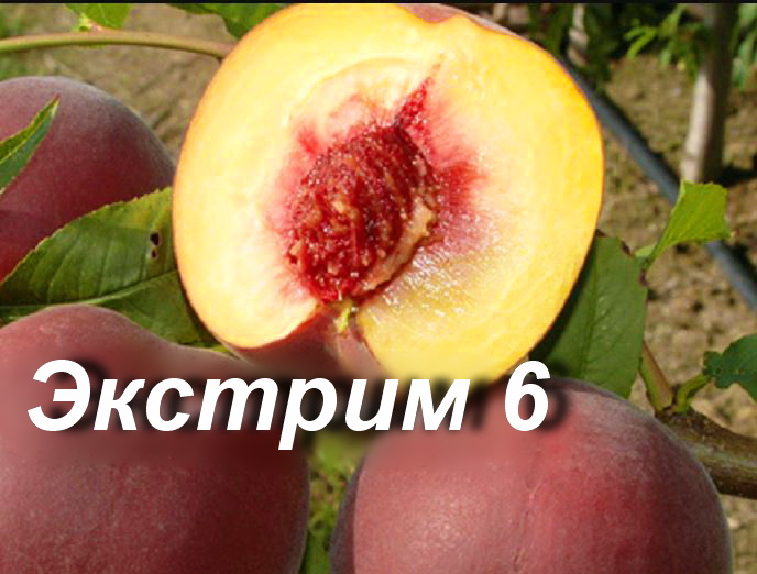 Фото 6. Саженцы крупноплодных сортов абрикоса, персика, нектарина опт и розница