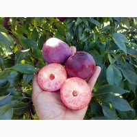 Саженцы крупноплодных сортов абрикоса, персика, нектарина опт и розница
