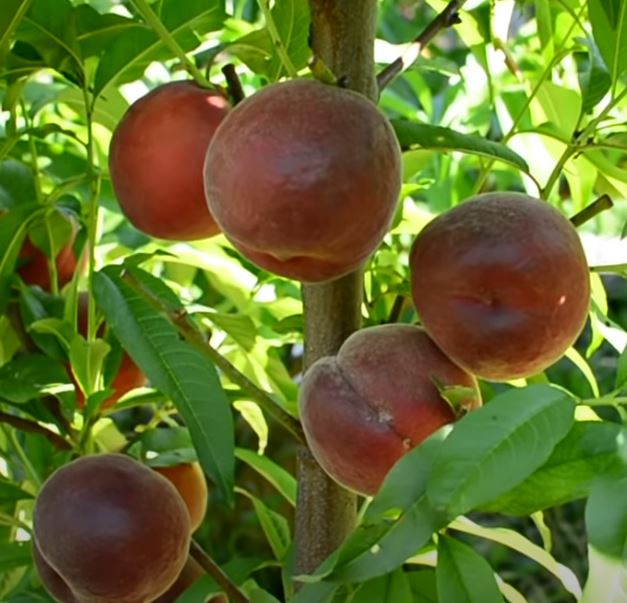 Фото 5. Саженцы крупноплодных сортов абрикоса, персика, нектарина опт и розница