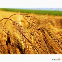 Пшениця від виробника, 2, 3 класу врожаю 2022 року