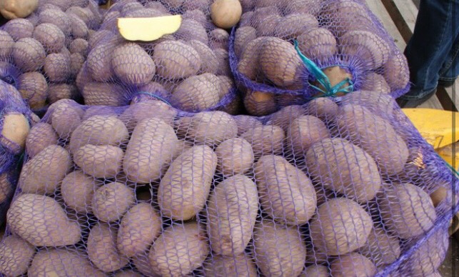 Фото 2. Продам оптом товарный картофель. Сорта: Лабелла, Эволюшн, Аризона