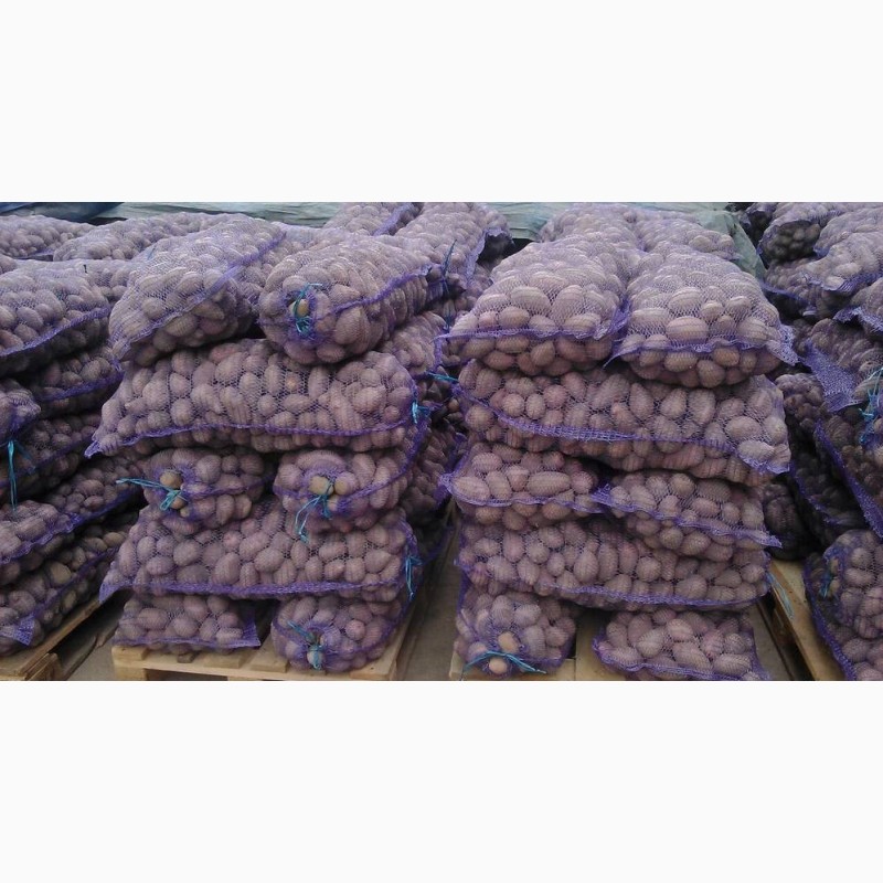 Фото 3. Продам оптом товарный картофель. Сорта: Лабелла, Эволюшн, Аризона