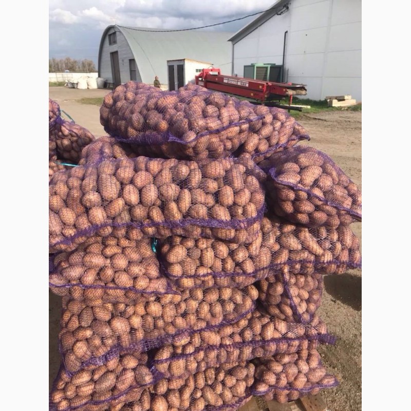 Фото 4. Продам оптом товарный картофель. Сорта: Лабелла, Эволюшн, Аризона