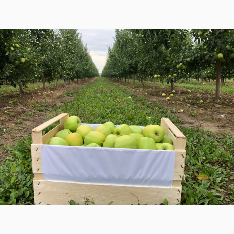 Фото 6. Яблука з саду 2020