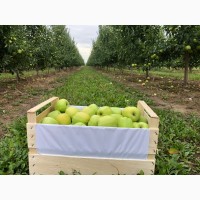 Яблука з саду 2020