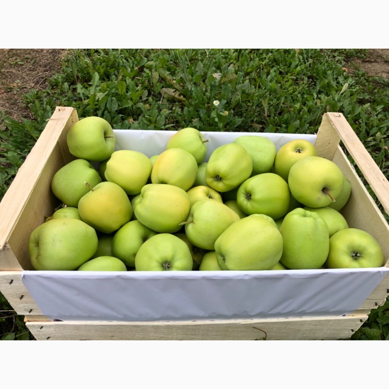Фото 7. Яблука з саду 2020