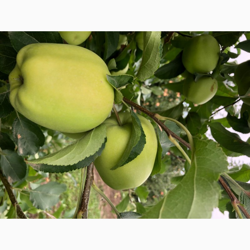 Фото 2. Яблука з саду 2020