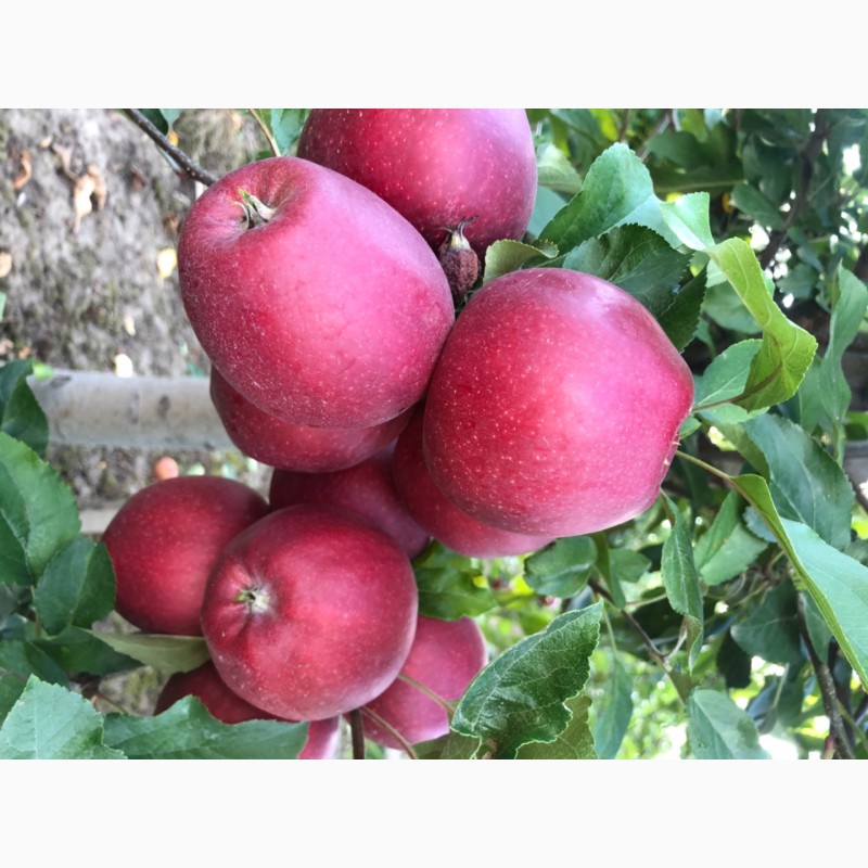 Фото 4. Яблука з саду 2020