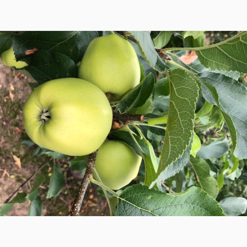 Фото 5. Яблука з саду 2020