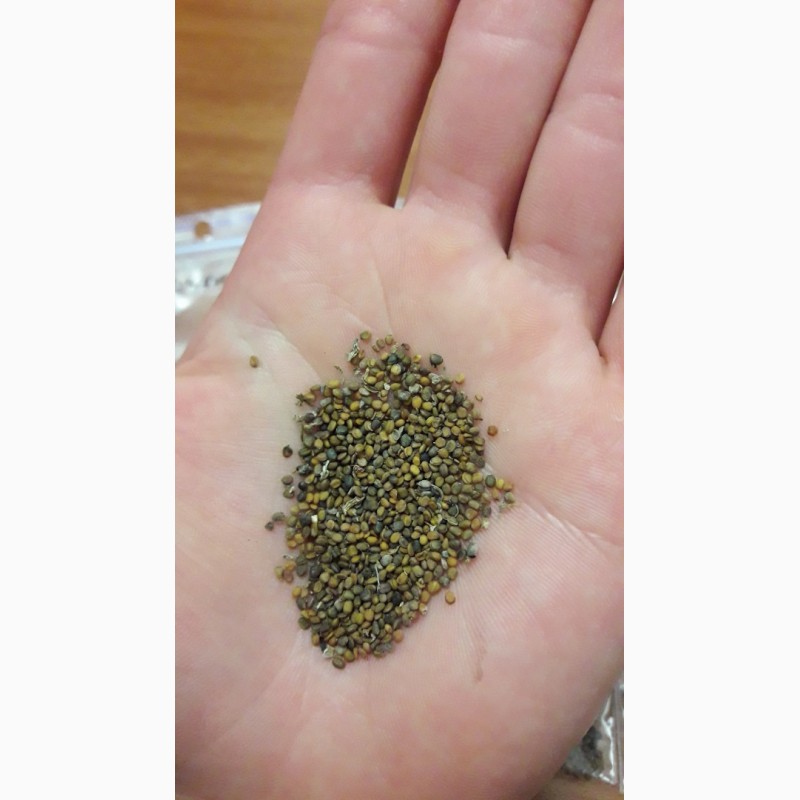 Семена руколы фото шомин семен
